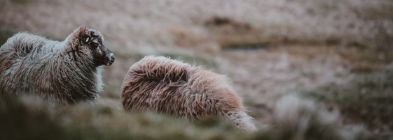 two sheep in the field