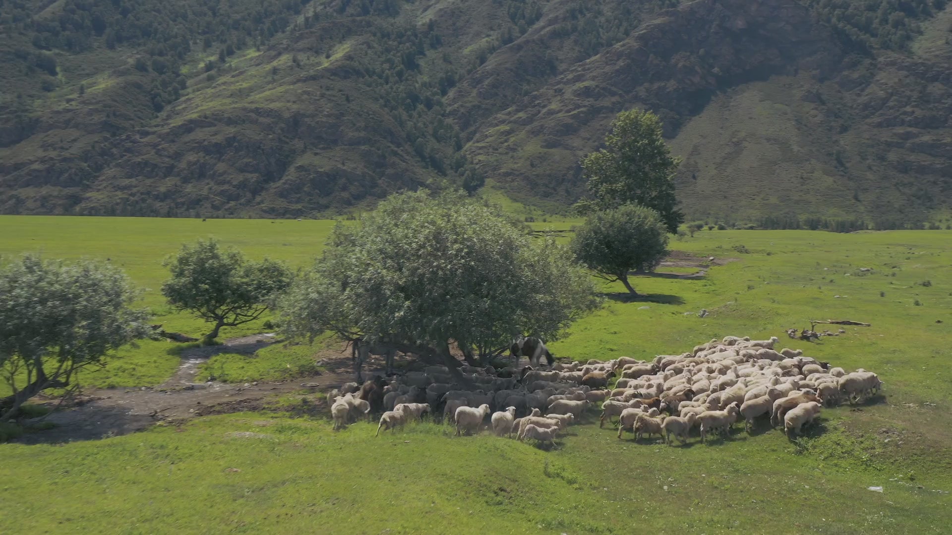 Load video: Many sheep are running in the field