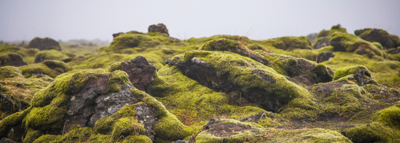 inspiration view with the stones covered with moss